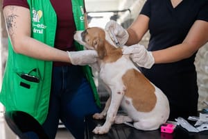 TJMT rejeita bloqueio de R$ 15 milhões e manda aprofundar apuração sobre proteção animal