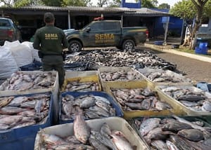 Sema apreende 1,17 tonelada de matrinchã; 2 pessoas foram presas e multadas em R$ 105,7 mil