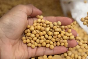Super El Niño pressiona safra e aumenta importância da escolha das sementes