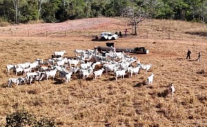 Polícia Civil apreende 120 cabeças de gado com suspeita de furto em Dom Aquino
