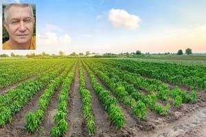 Justiça decreta falência de grupo do agro com dívida de R$ 60,5 milhões em MT