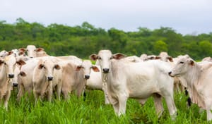 Indea confirma 6 casos de raiva animal e determina vacinação de rebanhos em um raio de 6 km