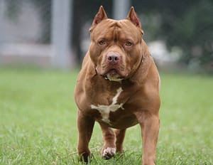 Juiz manda dono de pitbull pagar R$ 5 mil após ataque a outro cão em Rondonópolis