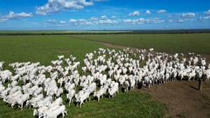 Pecuária de MT lidera exportações brasileiras com 25,6% da carne bovina vendida ao exterior