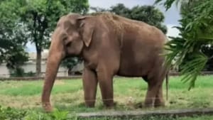 Vídeo: primeiro elefante macho do santuário em MT, Sandro chega após viagem de 1,6 mil km