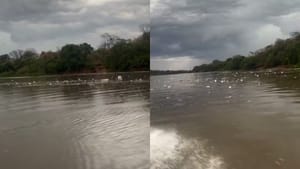 Triste realidade: vídeo mostra Rio Cuiabá tomado por lixo após forte chuva na Capital