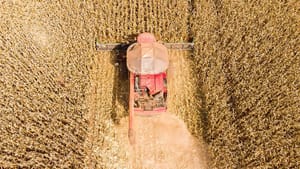 Mato Grosso lidera produção de grãos no Brasil e concentra 59,7% do gergelim nacional