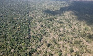 Justiça acolhe argumentos da DPU e manda retirar ocupantes da Terra Indígena Piripkura, em MT